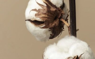 TENDENCIA DEL ALGODÓN 