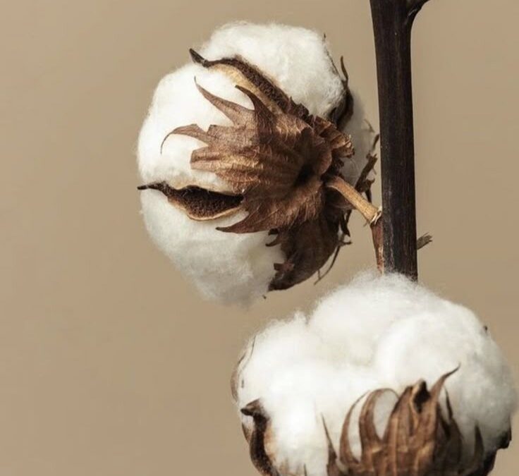 TENDENCIA DEL ALGODÓN 